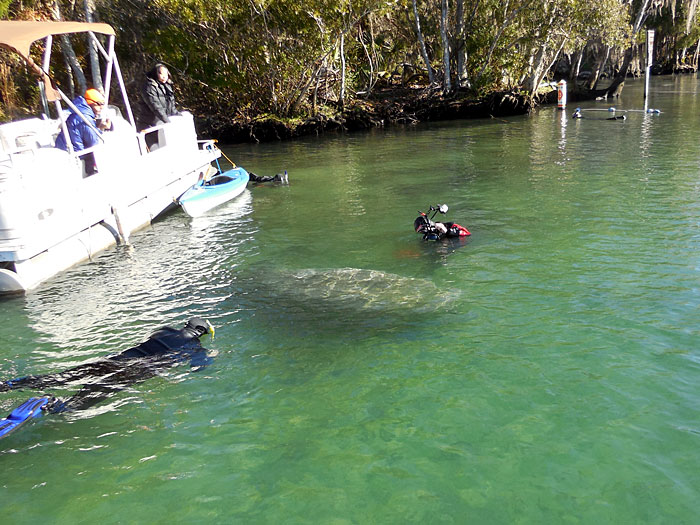 Swimming with Manatees in Crystal River Florida