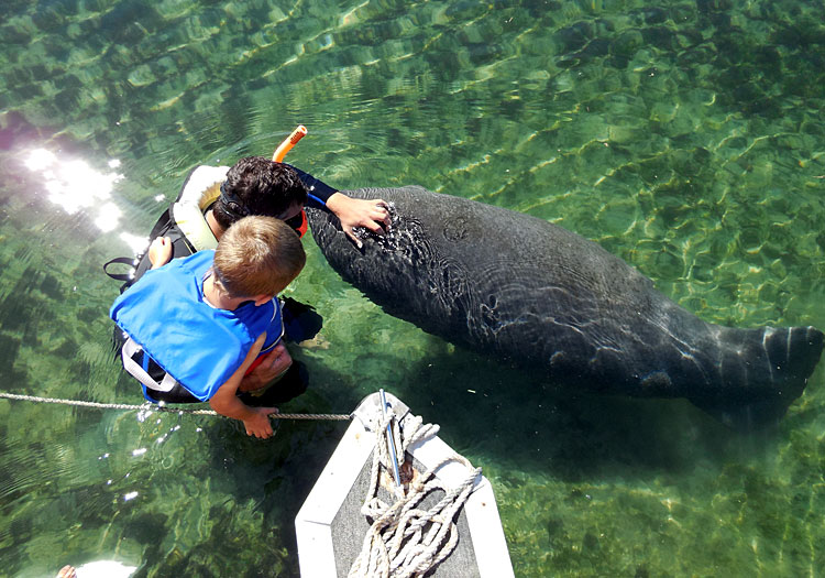 Kids of All Ages Love Crystal River Florida Manatees