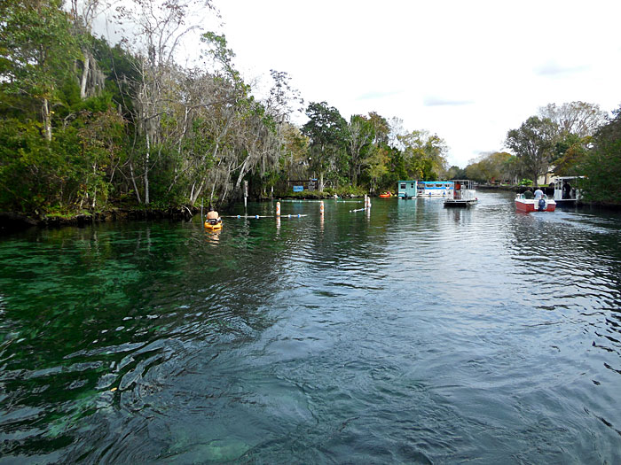 The Crystal River is one of the Most Beautiful Natural Waterways in Florid