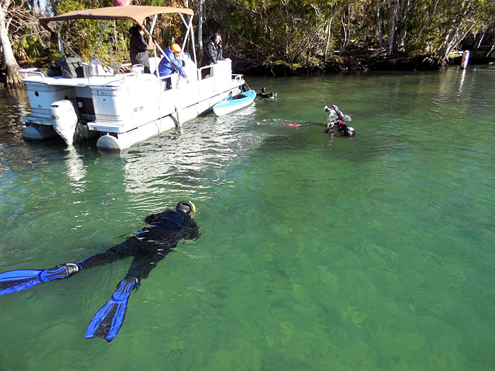 Swimming with Manatees in Crystal River Florida