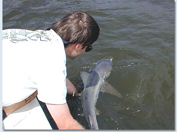 Crytal River Shark Fishing Charter