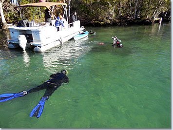 Snorkeling with Manatees in Crystal River Florida